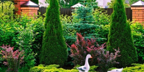 Tuja ili kleka: što je bolje